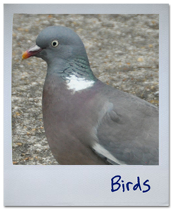 polaroid_homepage_links_Birds