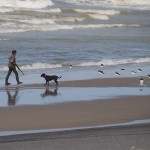 Hunting Godwits and Oystercatchers