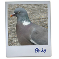 polaroid_birds_right_nav_link