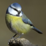 Birding By Ear: Urban Birds of Europe