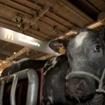 Cow Pies in Paris