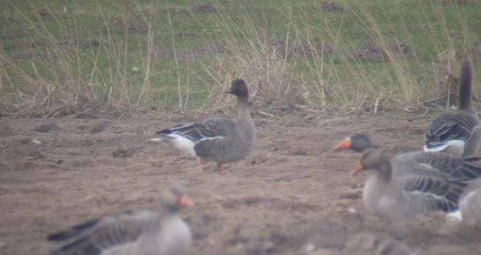Dark head and bill of a Tundra Bean-Goose (center) with Graylag Geese.