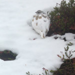 White-tailed Ptarmigan, Nemesis No More