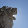 DC Sightseeing: The Lion Statues of the Nation's Capital