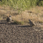 Montezuma's Revenge: A Quail of a Tale