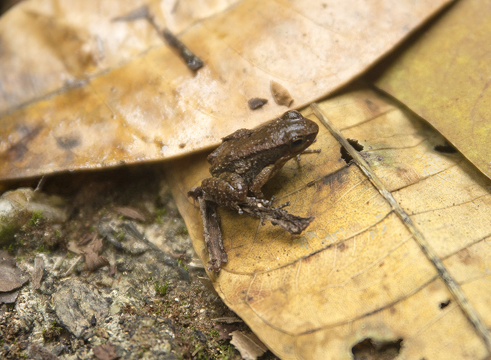 Yellow-throated Frog, Mannophryne trinitatis, in the streams near Asa Wright. One of only a handful of herps we could find.
