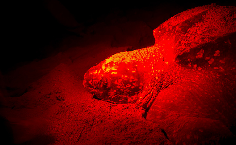 A female, laying eggs under the red glow of our guide’s flashlight.