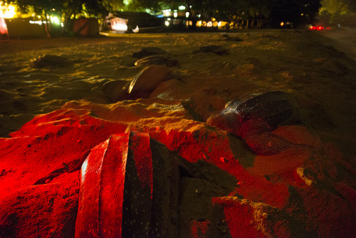 Nesting female Leatherbacks, on the Grand Riviere beach in Trinidad. Picture taken with a tripod and a 12 second exposure.